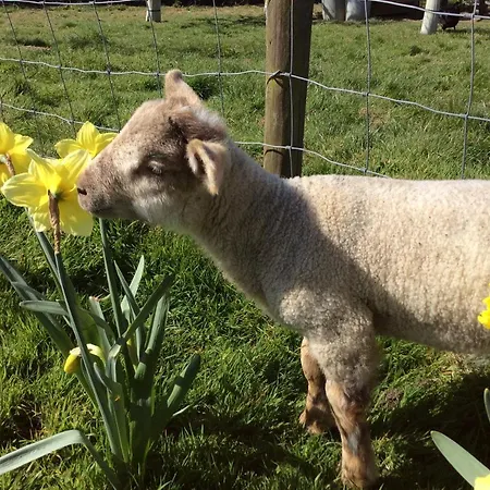 Copse Gate Farm-3