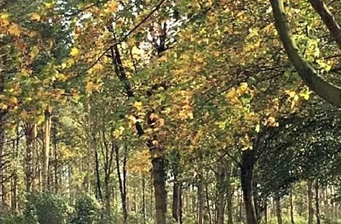 Hollicarrs - Pinewood Lodge
